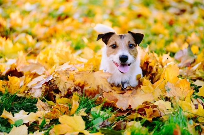 Les dangers de l'automne pour votre chien