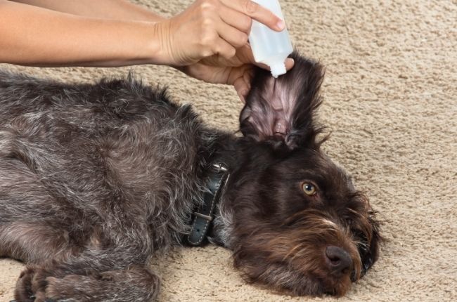 L'entretien des oreilles de votre chien