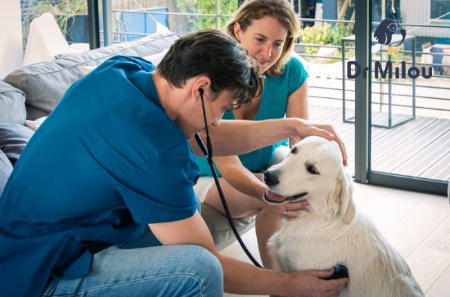 Consultations vétérinaires à domicile à Nice - Dr Milou