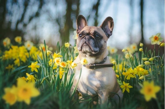 C’est le printemps ! À quoi faut-il penser pour vos animaux ?