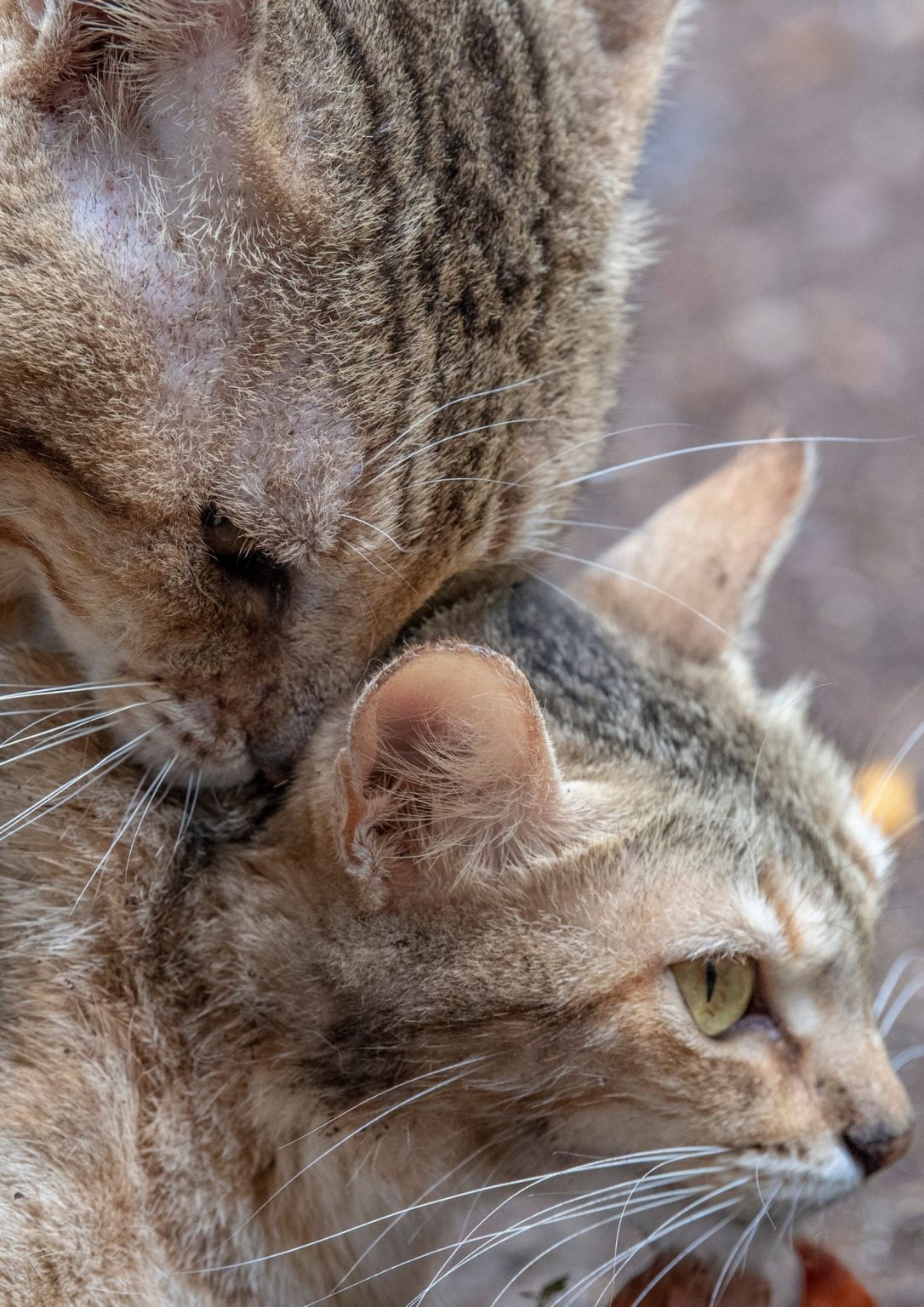 La Reproduction Chez Le Chat Les Bases à Maîtriser 8872