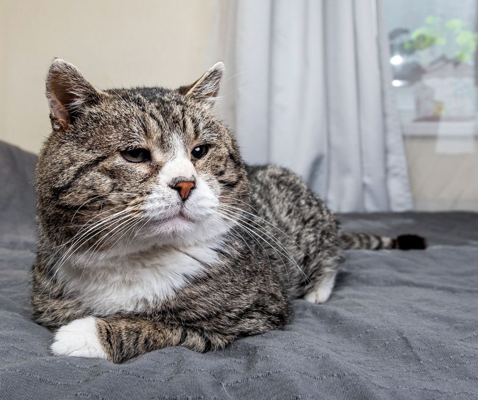Soulager L Arthrose Des Animaux Seniors Drmilou