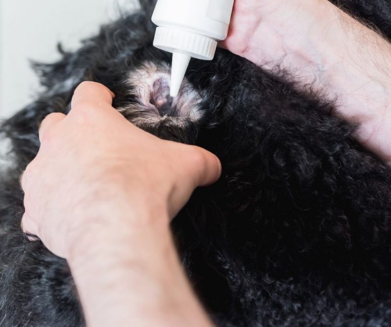L'entretien des oreilles de votre chien Drmilou