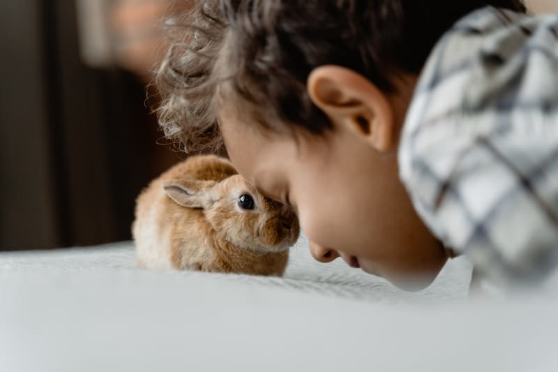 Le lapin nain : santé, alimentation et soins vétérinaires