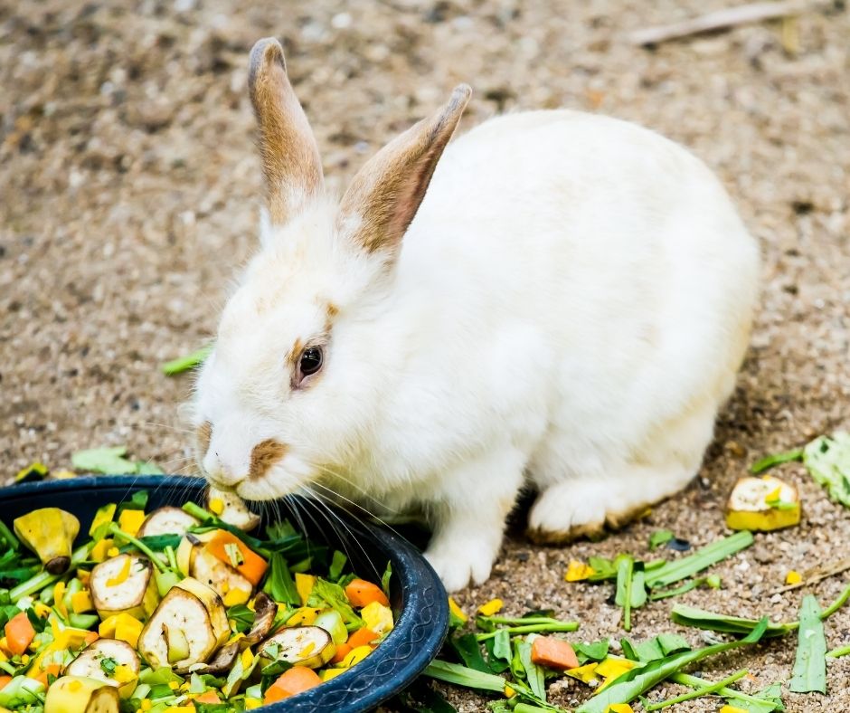 Habitat du lapin de compagnie – Comportement du lapin de compagnie