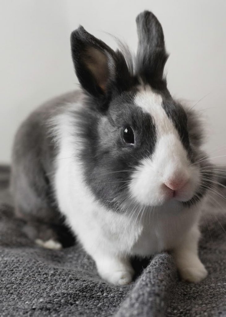 Le lapin nain : santé, alimentation et soins vétérinaires - Drmilou