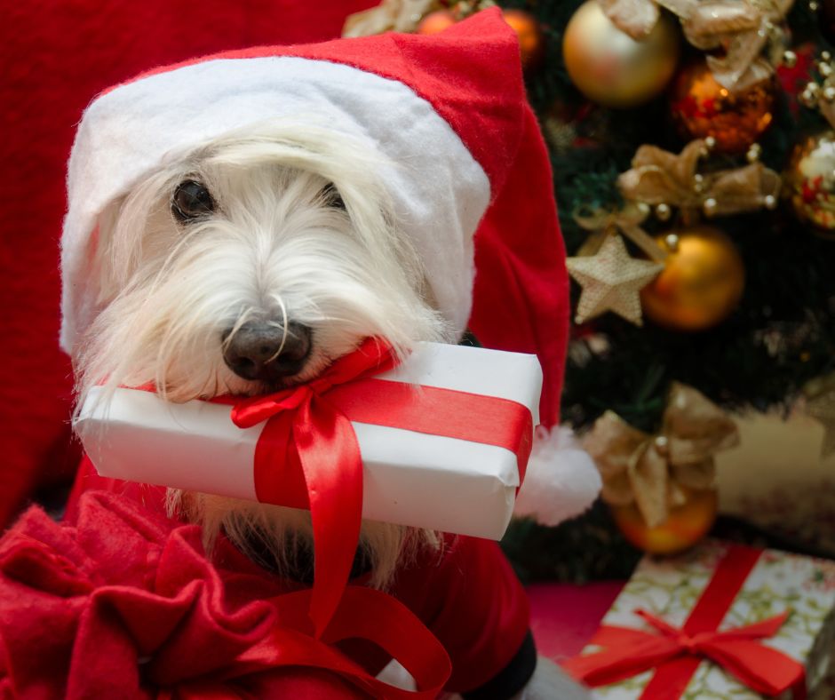 Les meilleurs cadeaux de Noël pour son chien