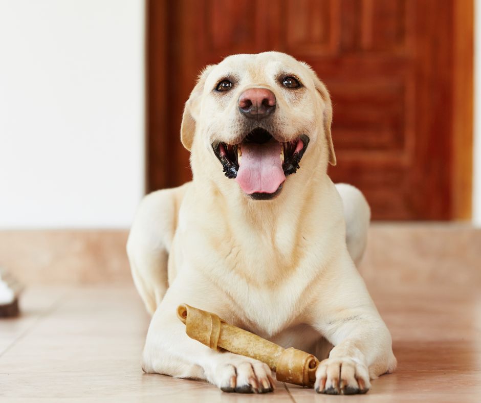 Peut-on donner un os à son chien ? Y a-t-il des risques ?