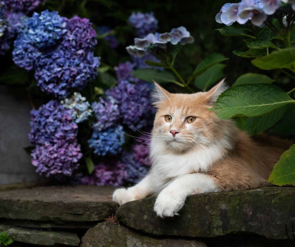 Valériane Pour Le Chat Intoxication Végétale Pour Les Tigres