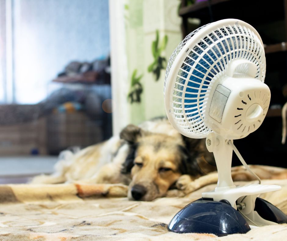 Animaux et canicule