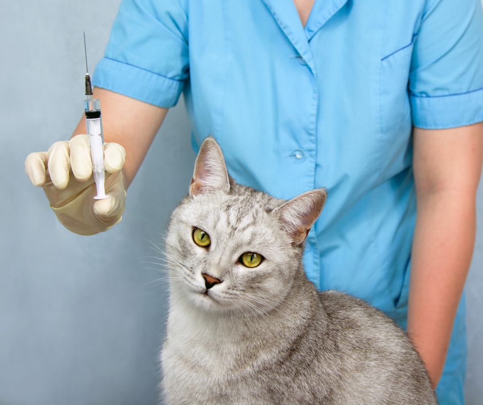 La vaccination du chat