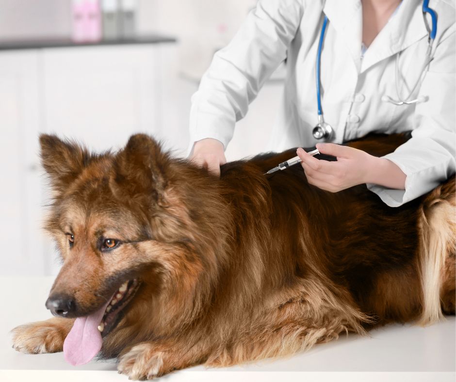 La vaccination du chien