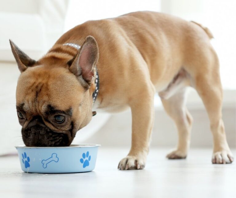 La gastroentérite chez le chien Dr Milou — free download