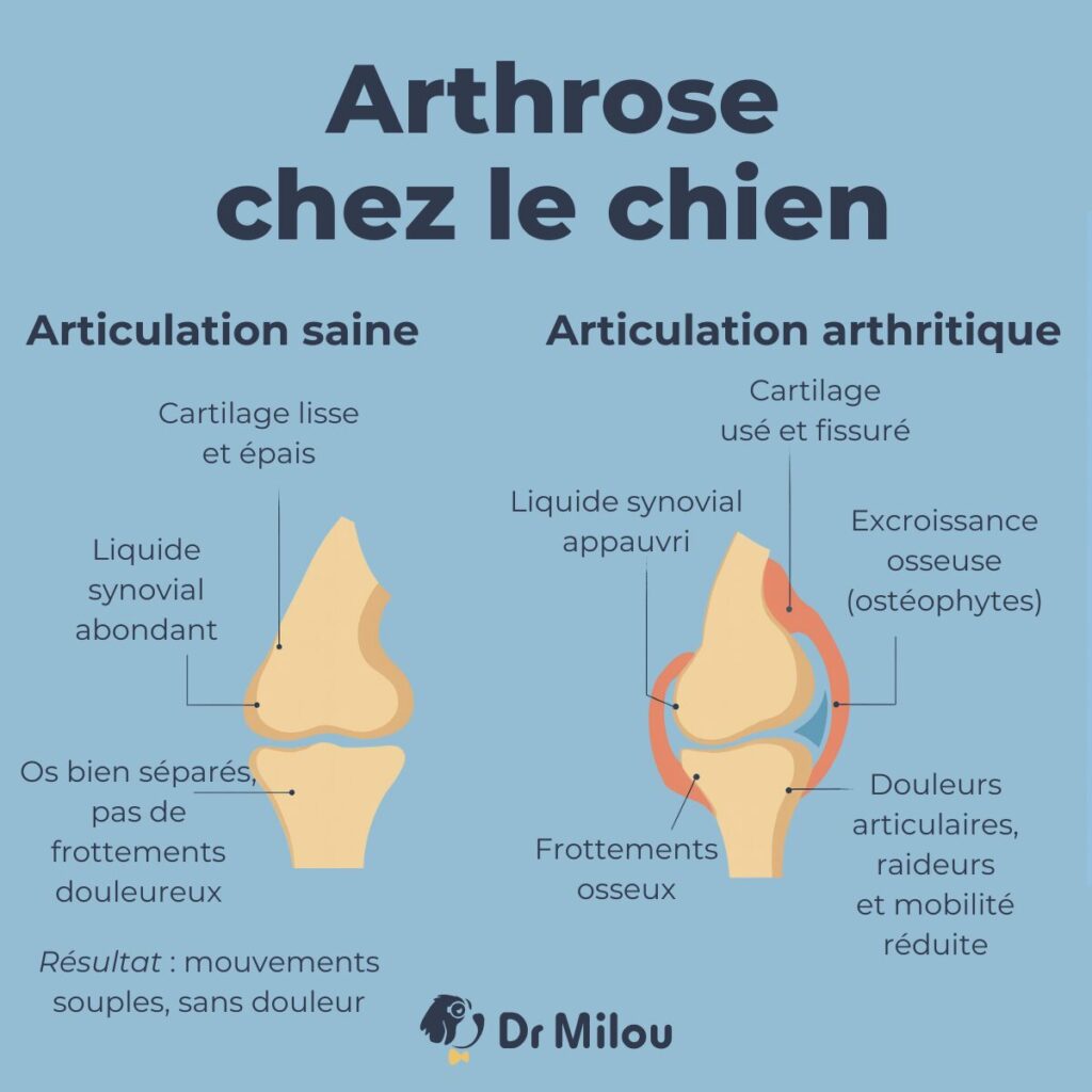Arthrose chez le chien : Dr Milou vous montre une articulation saine et une articulation arthritique.
