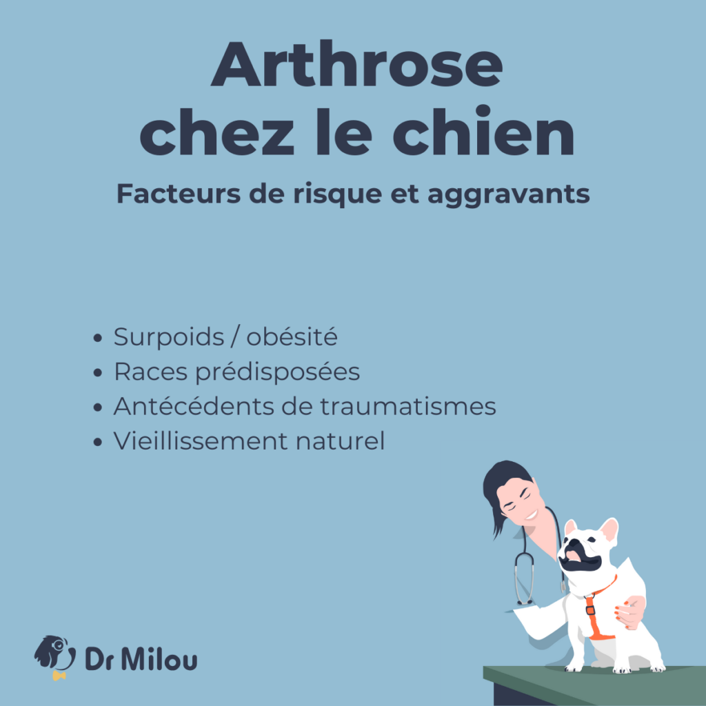 L'arthrose chez le chien : facteurs de risque et aggravants par Dr Milou