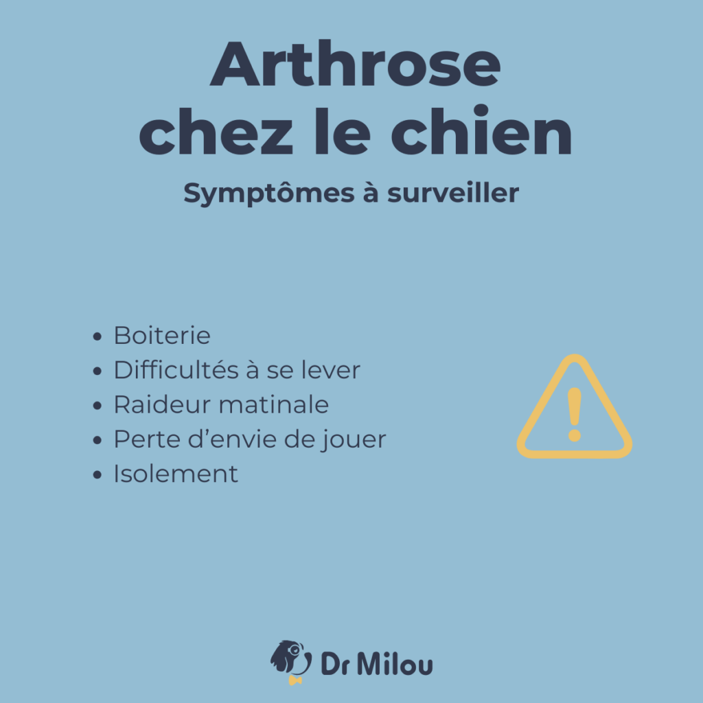 L'arthrose chez le chien : symptômes à surveiller selon Dr Milou
