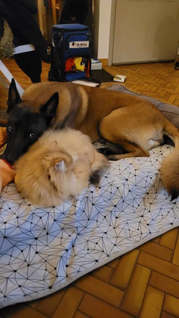 L'arthrose chez le chien, une maladie à prendre au sérieux. Faites venir Dr Milou à la maison.