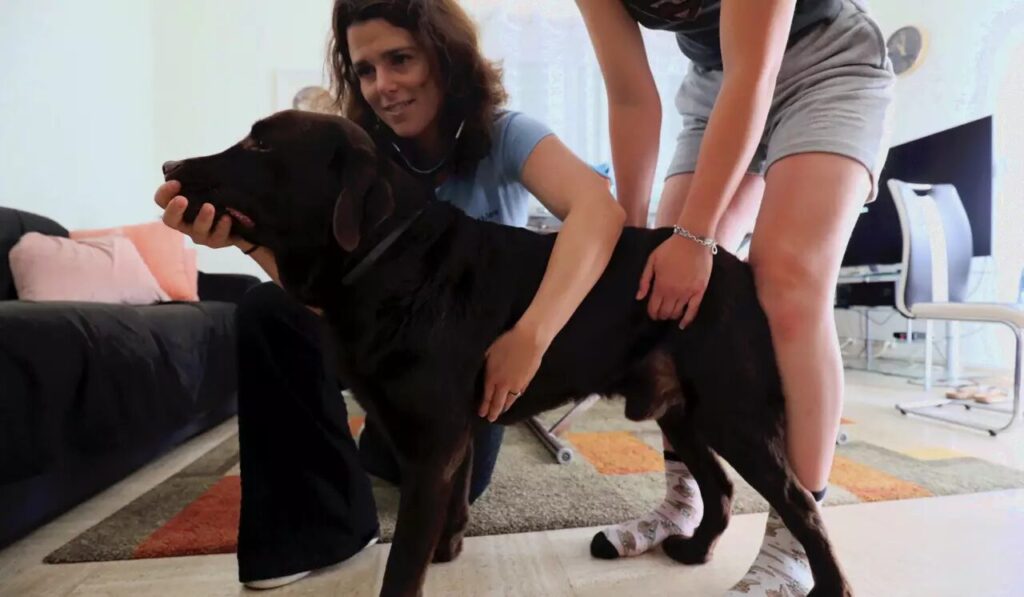 Dr Milou se déplace à domicile pour la pancréatite du chien