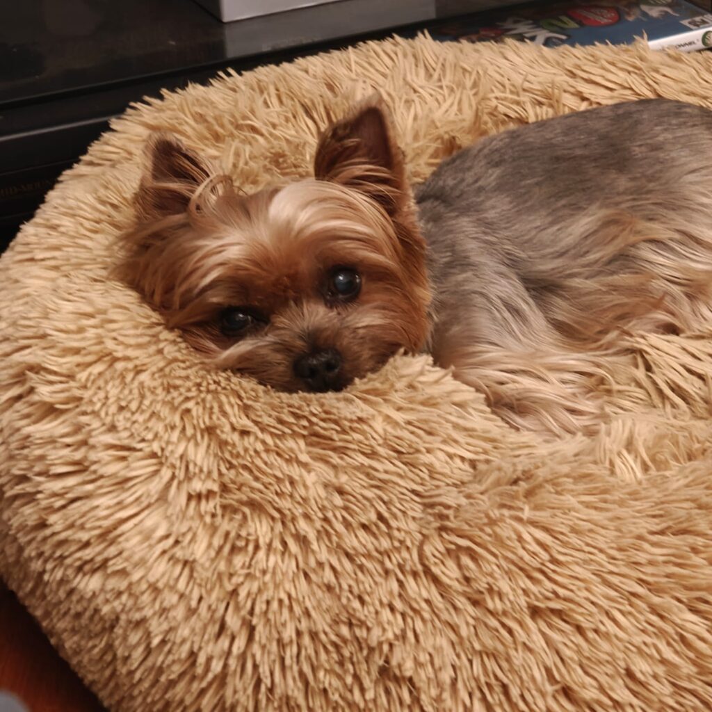 La pancréatite chez le chien : contactez Dr Milou