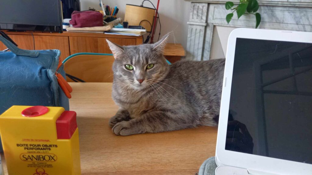 Le calicivirus chez le chat, une maladie à surveiller de près, notamment avec l'aide des vétérinaires à domicile Dr Milou.