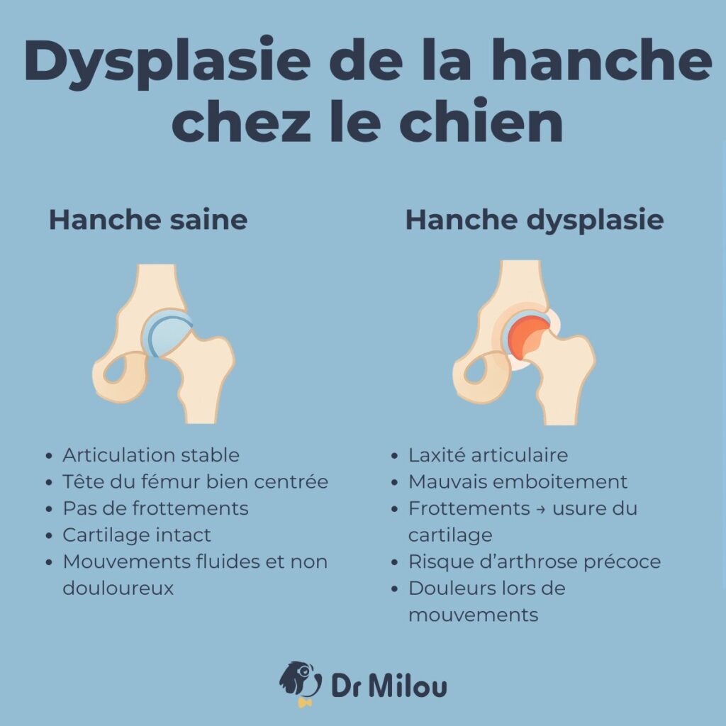 Dr Milou, vétérinaires à domicile, livrent leurs conseils pour la dysplasie de la hanche chez le chien.
