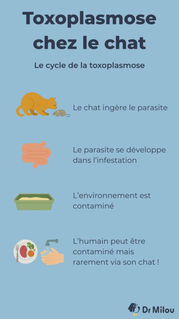 Toxoplasmose chez le chat symptômes et traitements Dr Milou — free download