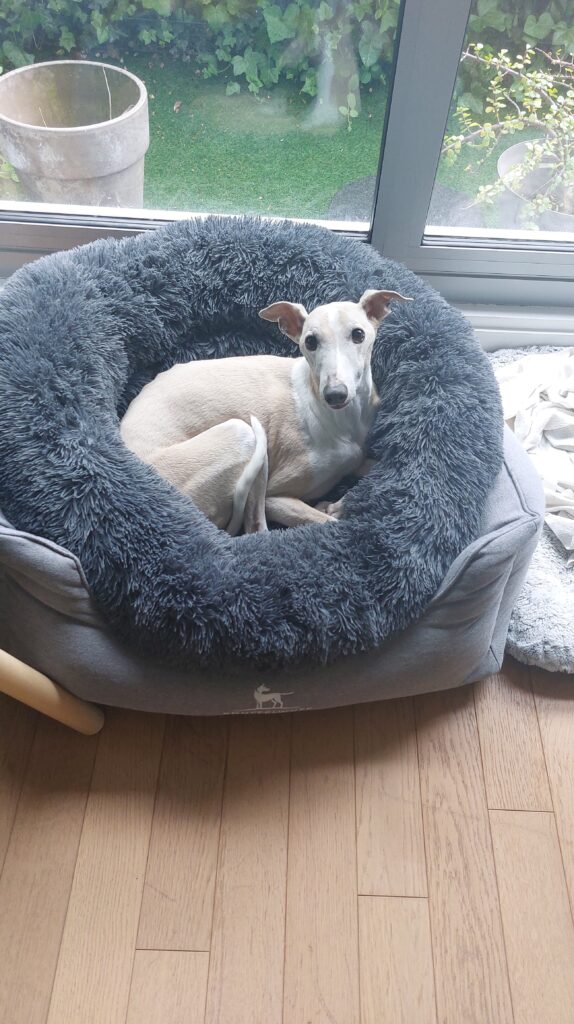 Dr Milou, vétérinaires à domicile, livrent leurs conseils pour la dysplasie de la hanche chez le chien.