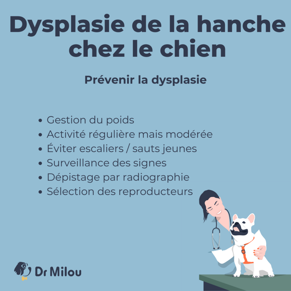 Dr Milou, vétérinaires à domicile, livrent leurs conseils pour la dysplasie de la hanche chez le chien.