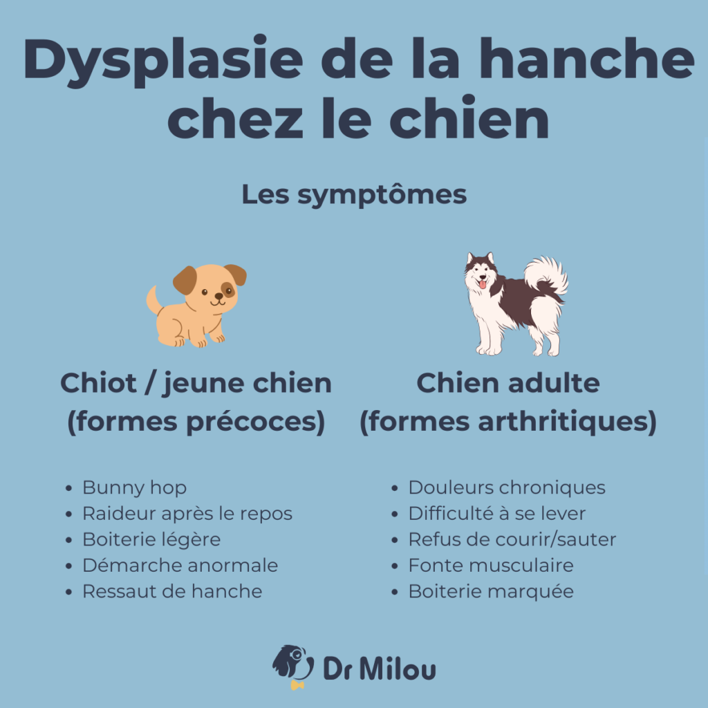 Dr Milou, vétérinaires à domicile, livrent leurs conseils pour la dysplasie de la hanche chez le chien.