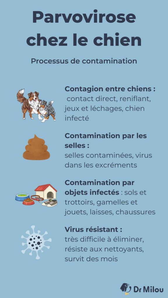 Dr Milou : comment se passe la contamination d'un chien avec la parvovirose ?