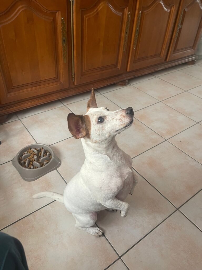 Dr Milou, vétérinaires à domicile, et la parvovirose chez le chien.