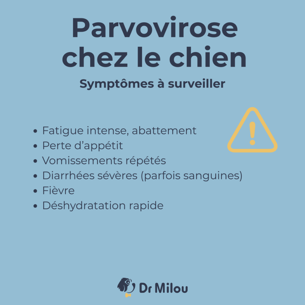Dr Milou vous informe sur les symptômes de la parvovirose