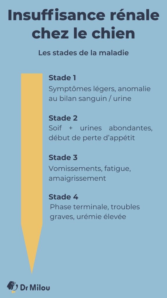 Dr Milou-vétérinaire à domicile-les stades de la maladie insuffisance rénale chez le chien