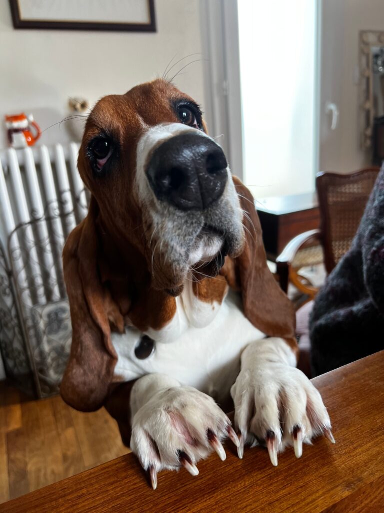 Dr milou-la maladie d'Aujeszky chez le chien