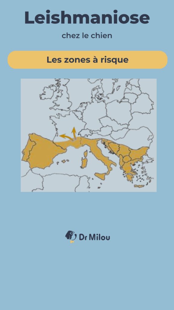Les zones à risque pour la leishmaniose en France et en Europe