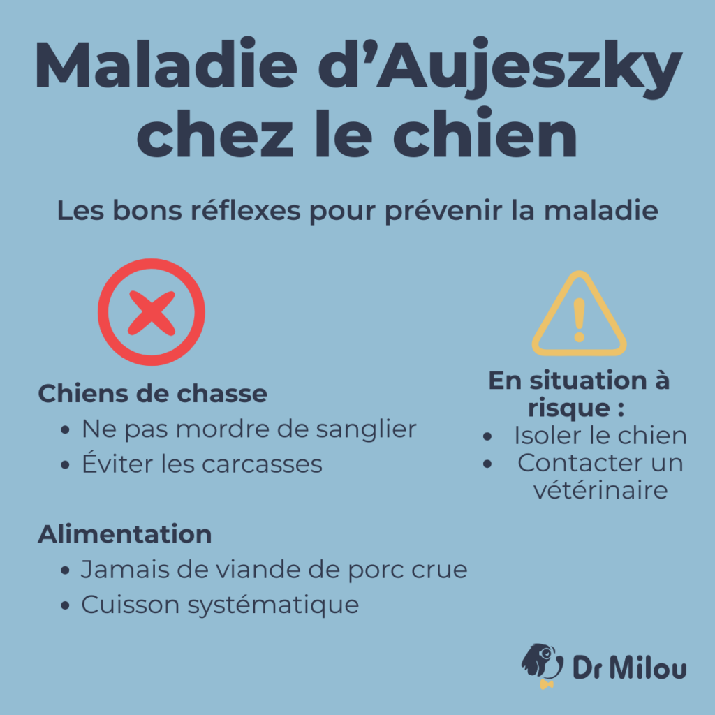 La maladie d'Aujeszky chez le chien : Dr Milou vous livre les bons réflexes pour prévenir la maladie.