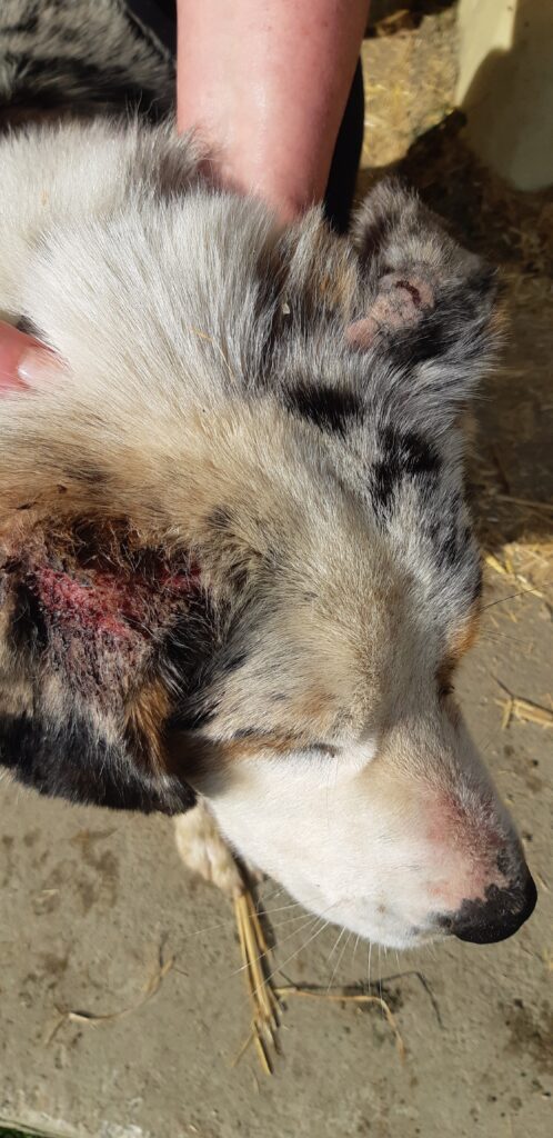 Gale sarcoptique sur une oreille de chien, vu par Dr Milou