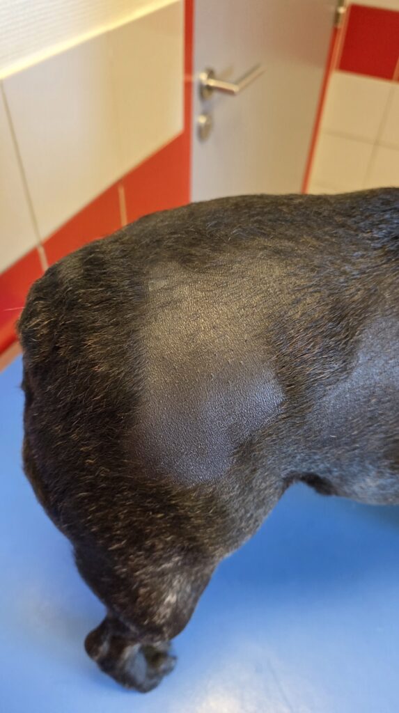 maladie cushing chez le chien-Alopécie non prurigineuse - Bouledogue Français-dr milou-veterinaires a domicile