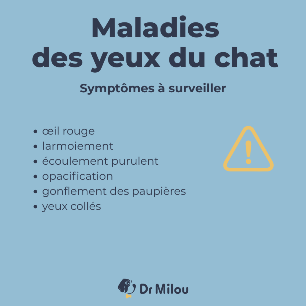 Les maladies des yeux du chat : explications de Dr Milou, vétérinaires à domicile.