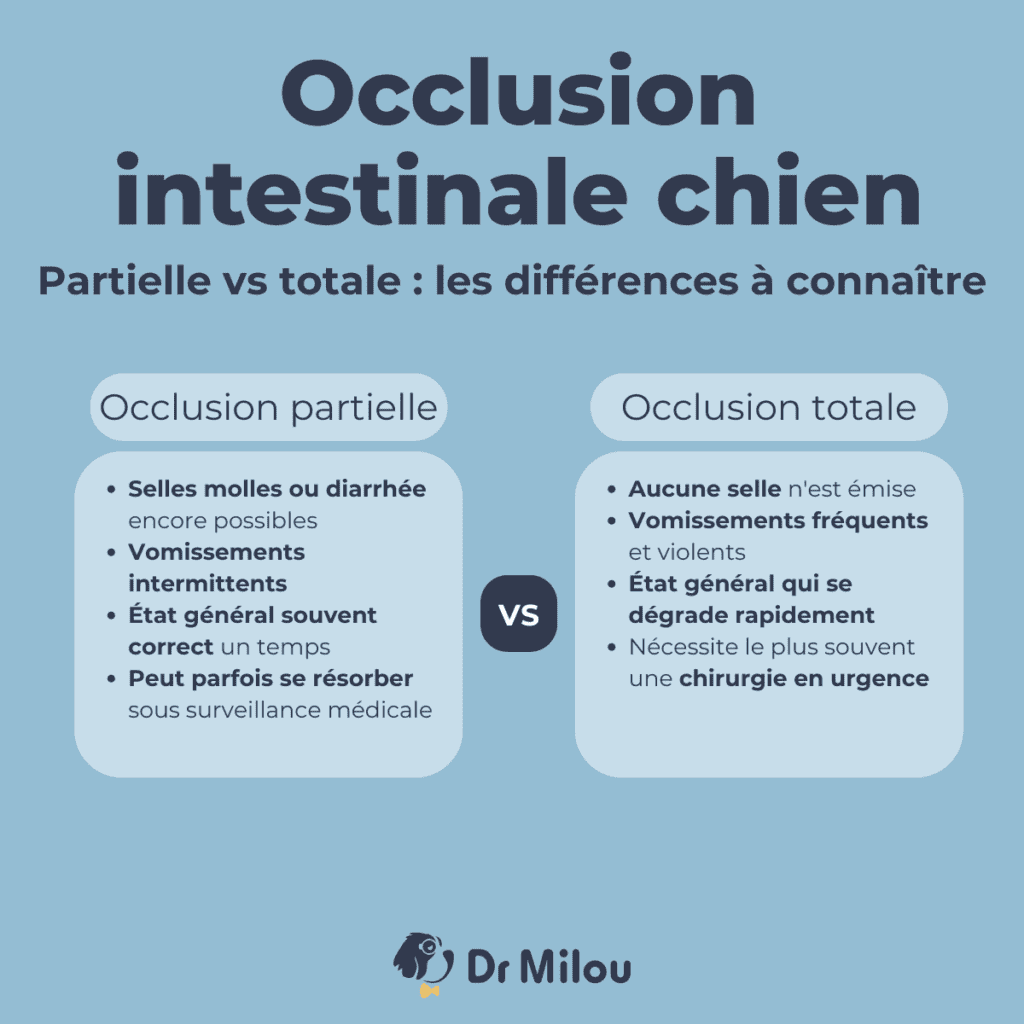 Occlusion intestinale chez le chien : occlusion partielle ou occlusion totale, Dr Milou, vétérinaires à domicile, vous explique.
