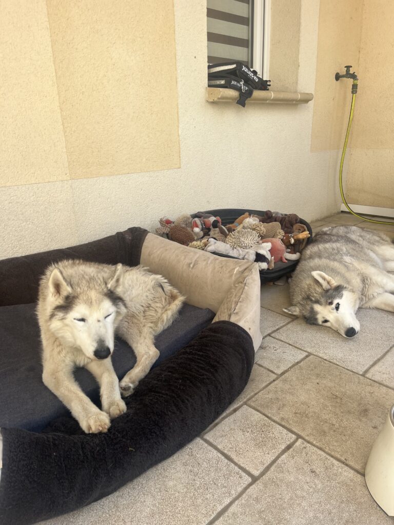 chien vieillissant, vieux chien : Dr Milou vous aide à prendre soin de votre compagnon !