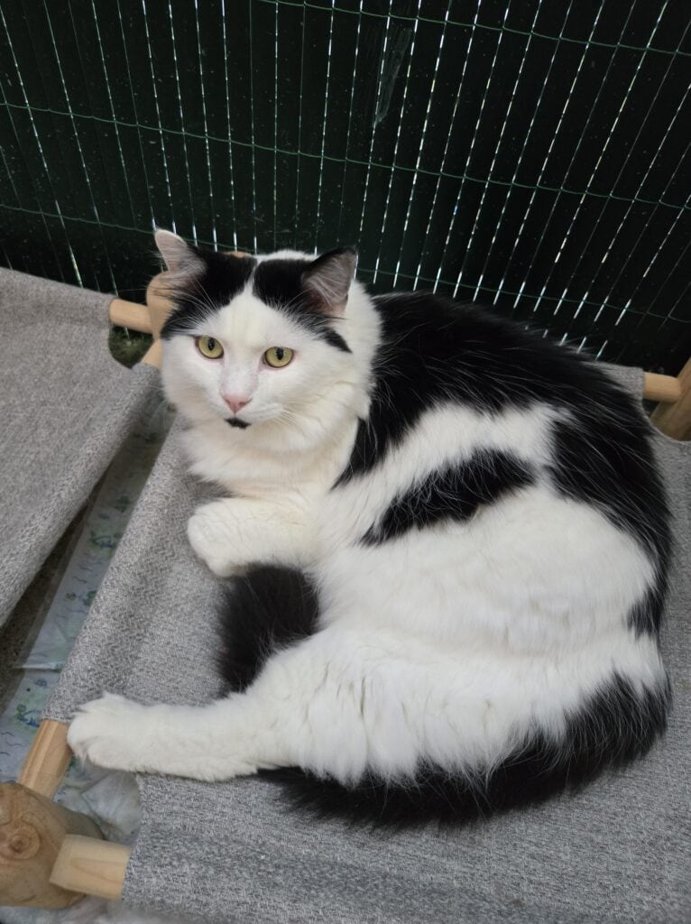 Dr Milou, vétérinaires à domicile, peut vous renseigner sur le vermifuge du chat.