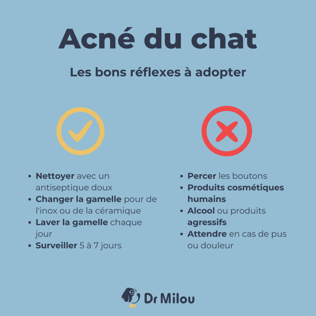 Acné du chat-bons réflexes-dr milou - vétérinaires à domicile