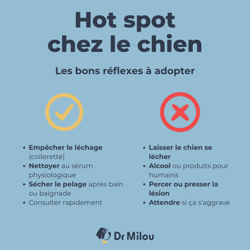 Hot spot chien-bons réflexes-dr milou - vétérinaires à domicile