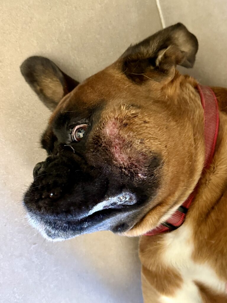 hot spot chez le chien - dr milou - vétérinaires à domicile