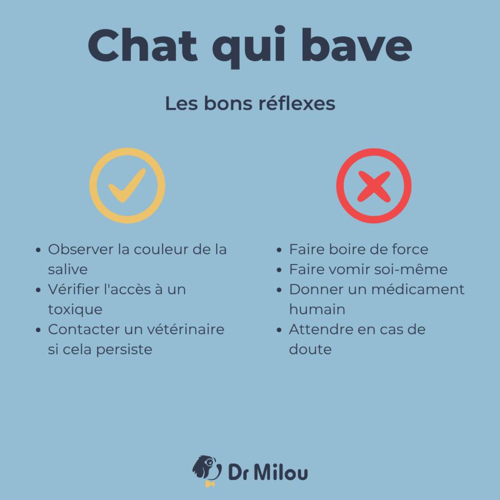 Chat qui bave - les bons réflexes-dr milou - vétérinaires à domicile