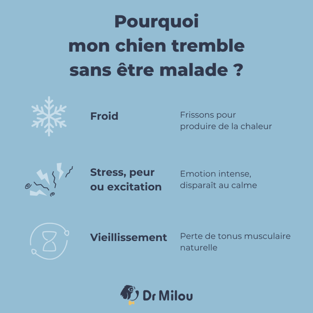 Pour mon chien tremble sans être malade ? Explications avec Dr Milou, vétérinaires à domicile