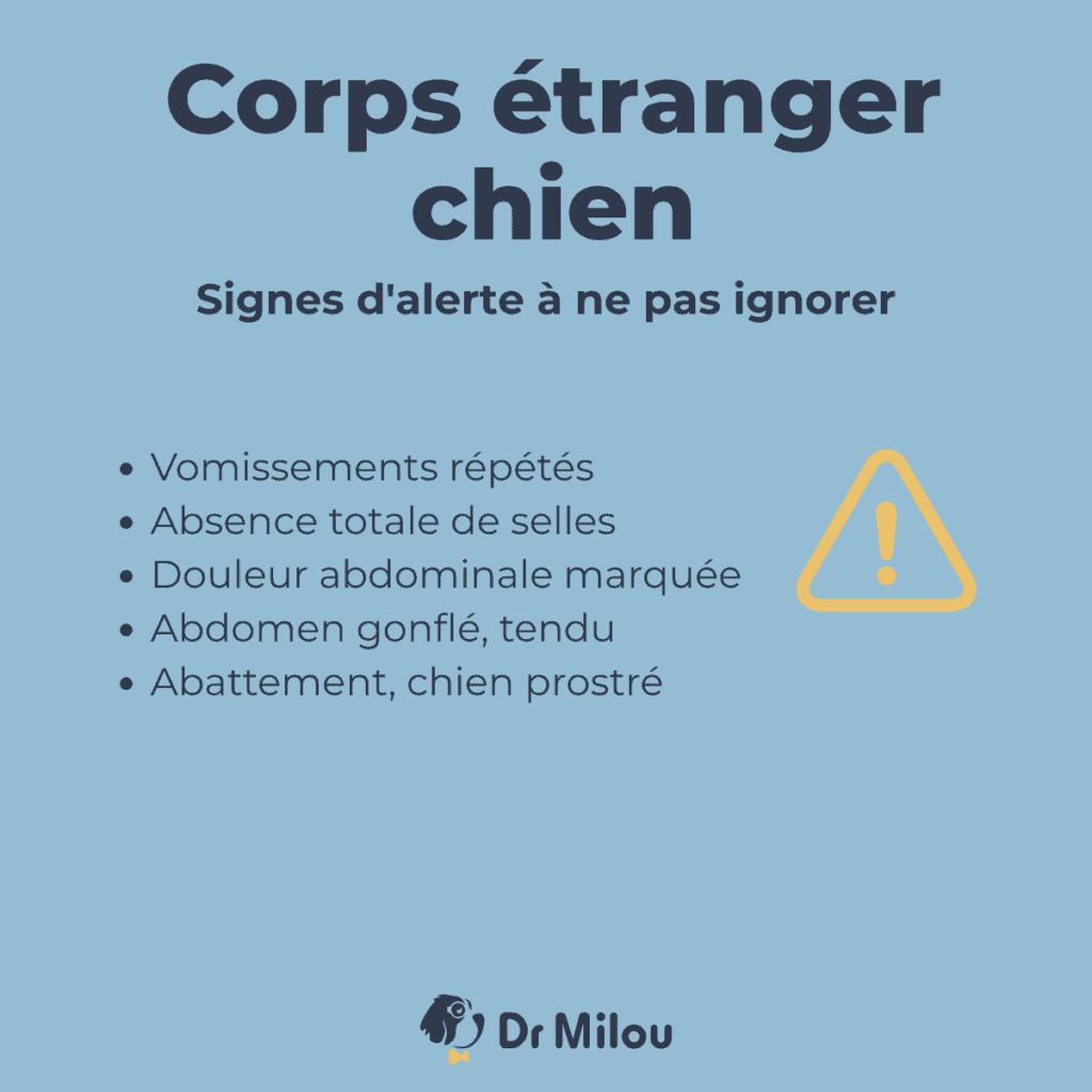 Corps étranger chien : les signes d'alerte à ne pas ignorer, selon les conseils de Dr Milou, vétérinaires à domicile.