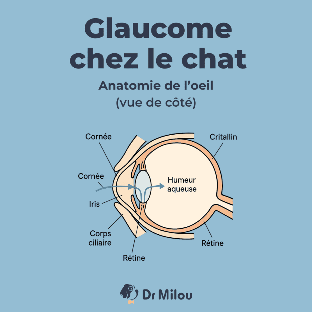Glaucome chez le chat : l'anatomie de l'oeil, expliquée par Dr Milou, vétérinaires à domicile