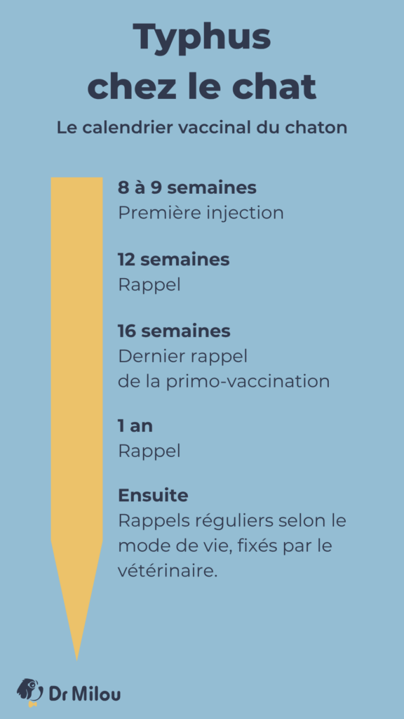 Typhus chez le chat - Calendrier vaccinal - Dr Milou - vétérinaires à domicile